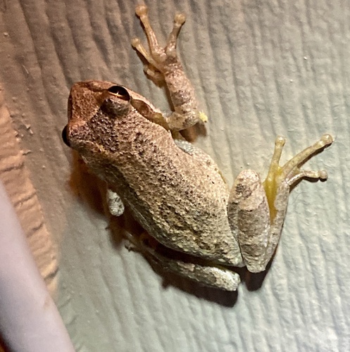 iNaturalist observation photo of Pacific chorus frog