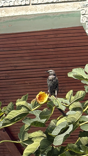European Starling