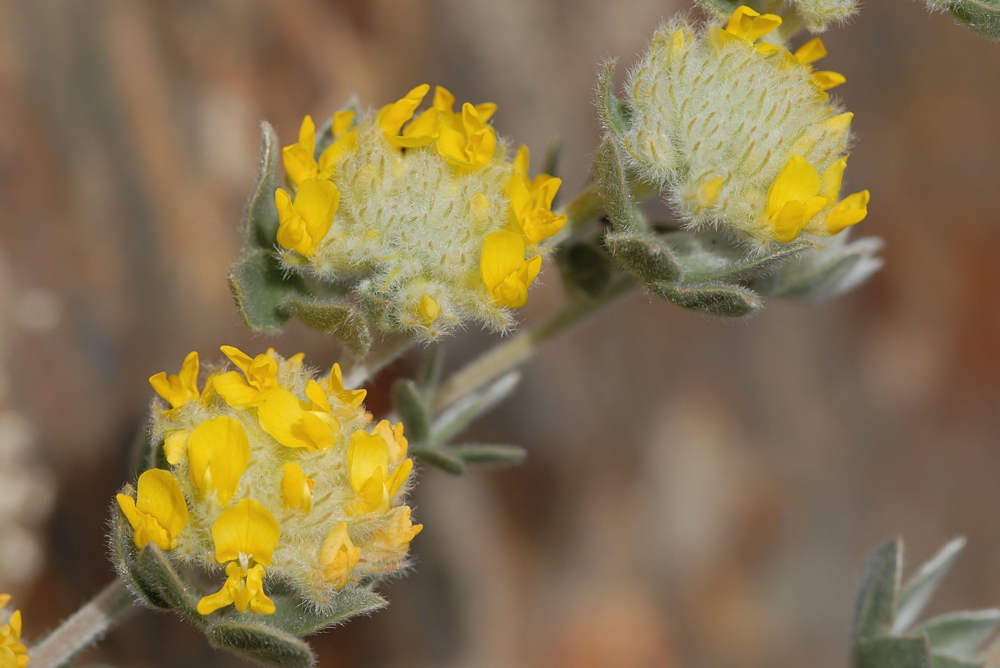 Acmispon argophyllus var. fremontii