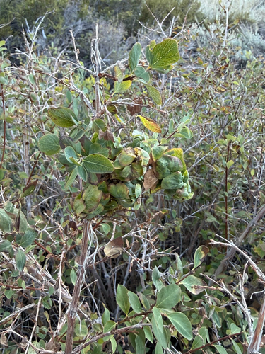 iNaturalist observation photo of Gall Wasps and Allies