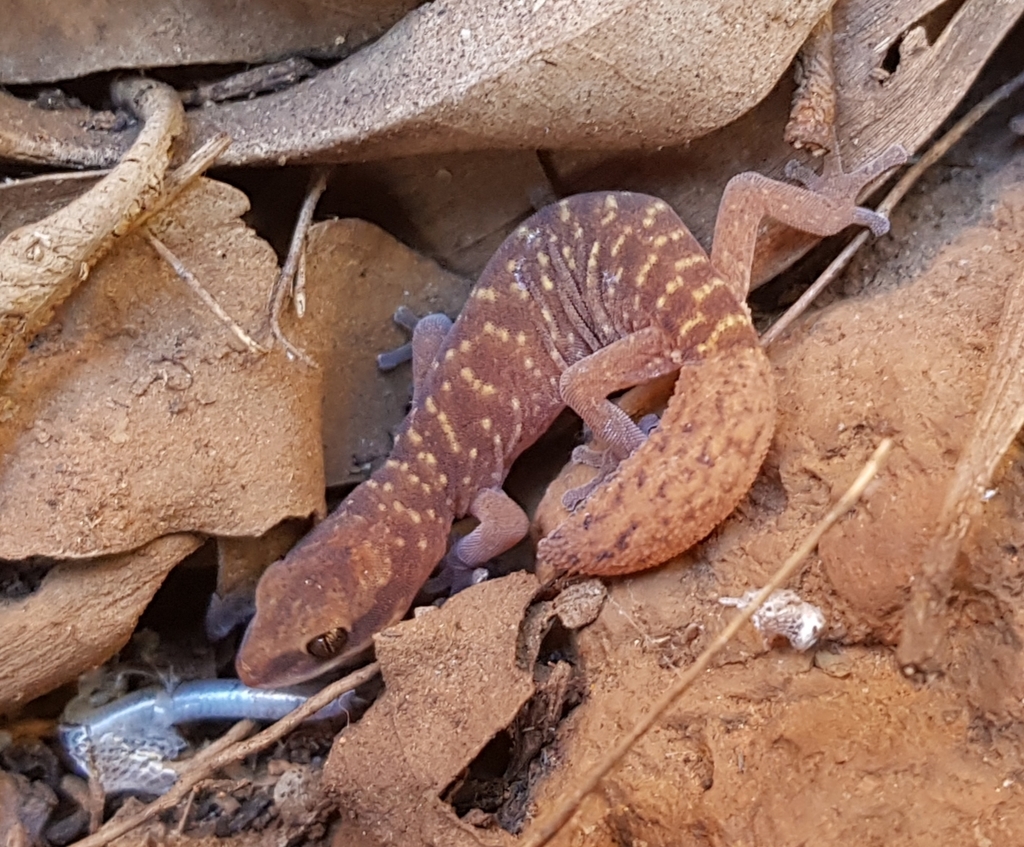 Savage's Gecko