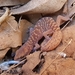 Southern Pilbara Beak-faced Gecko - Photo (c) Morgan Lythe, some rights reserved (CC BY-NC), uploaded by Morgan Lythe