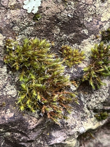 Schistidium apocarpum observed 2026-09-08