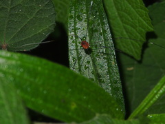Pseudogagrella splendens