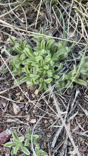 Thicksepal Cryptantha