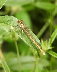 Platycnemis acutipennis