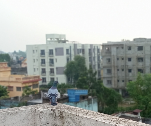 Rock Pigeon