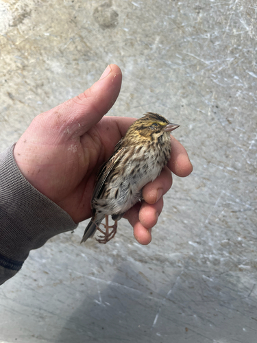 Savannah Sparrow