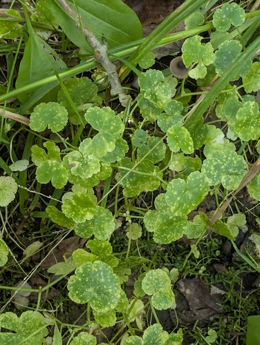 American Water-pennywort