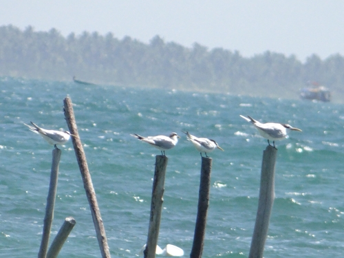 Cayenne Tern