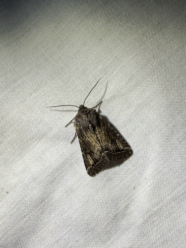 iNaturalist observation photo of Cutworms and Dart Moths