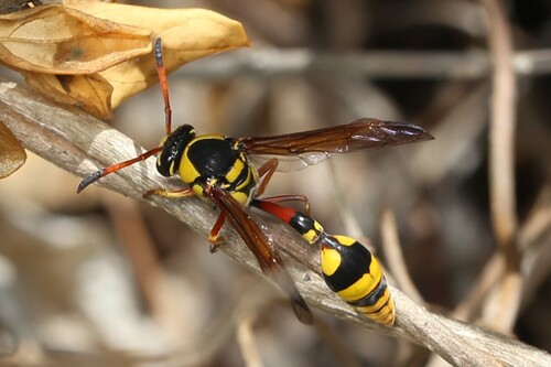Delta campaniforme, 2026-09-08