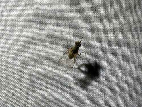 iNaturalist observation photo of House Flies and Allies