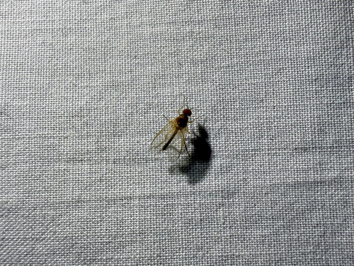 iNaturalist observation photo of Simuliinae