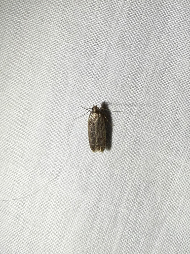 iNaturalist observation photo of Curved-horn Moths