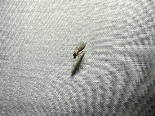 iNaturalist observation photo of Flies