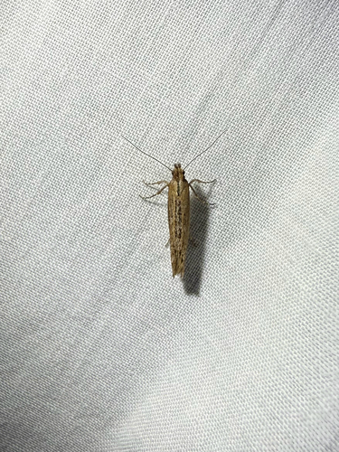 iNaturalist observation photo of Ypsolopha barberella
