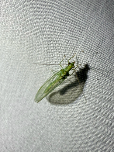 iNaturalist observation photo of Chrysopini