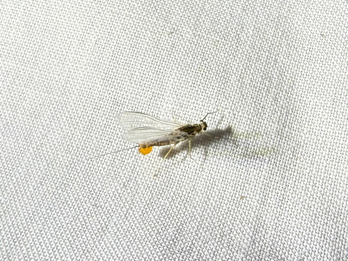 iNaturalist observation photo of Mayflies