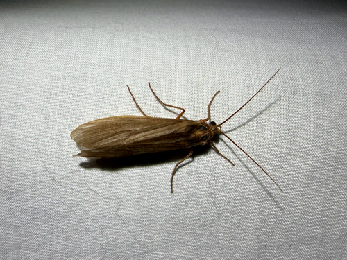 iNaturalist observation photo of Northern Caddisflies
