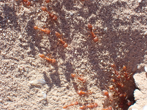 Maricopa Harvester Ant