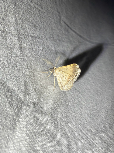 iNaturalist observation photo of Macaria colata