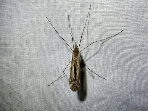 iNaturalist observation photo of Typical Crane Flies