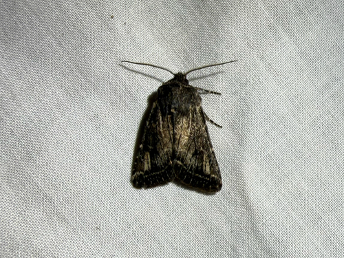 iNaturalist observation photo of Cutworms and Dart Moths