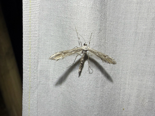 iNaturalist observation photo of Joe-Pye Weed Plume Moth