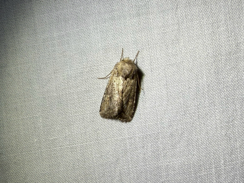 iNaturalist observation photo of Cutworms and Dart Moths