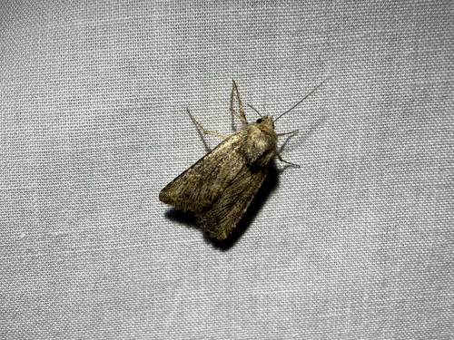 iNaturalist observation photo of Cutworms and Dart Moths