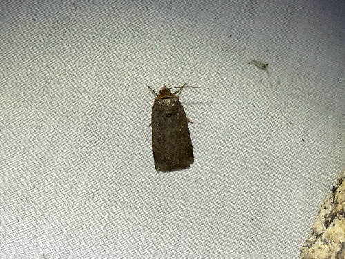 iNaturalist observation photo of Clandestine Dart