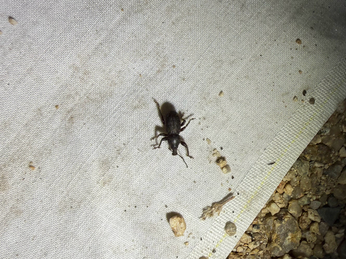 iNaturalist observation photo of True Weevils