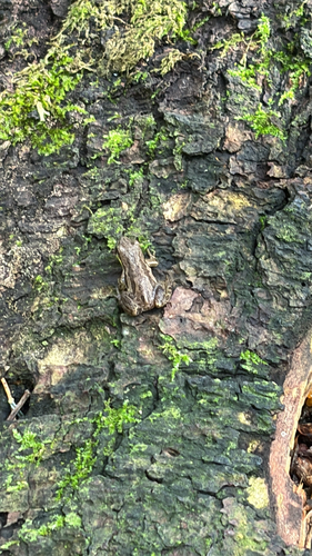 Boreal Chorus Frog