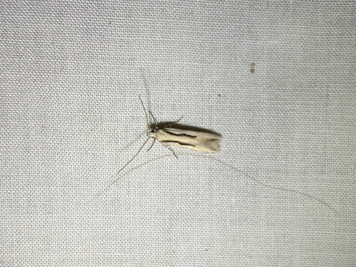 iNaturalist observation photo of Prolita princeps