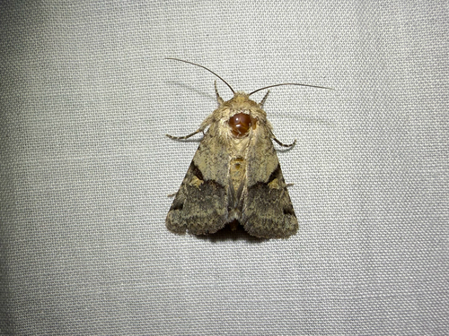 iNaturalist observation photo of Ulolonche disticha