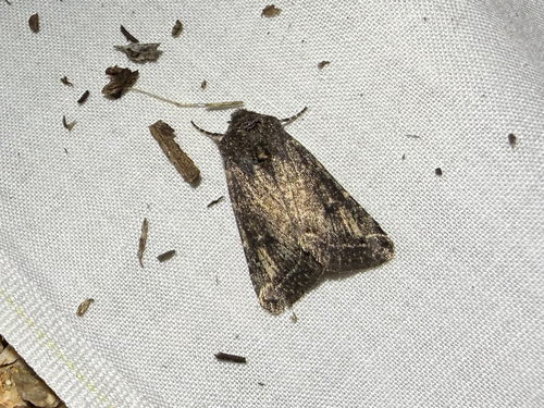 iNaturalist observation photo of Cutworms and Dart Moths
