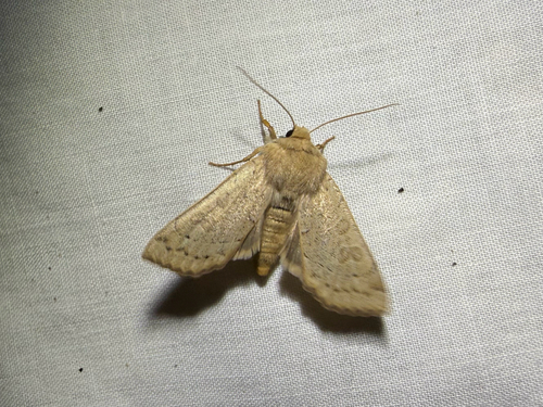 iNaturalist observation photo of Mesogona olivata