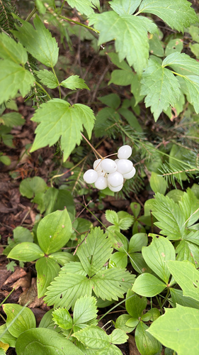 red baneberry