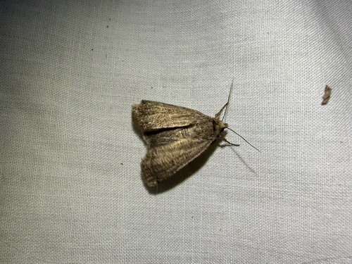 iNaturalist observation photo of Butterflies and Moths