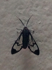 Eunomia colombina