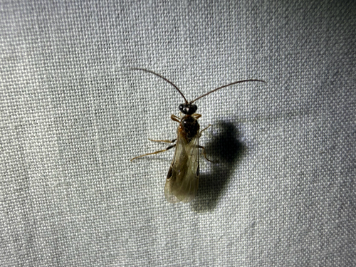 iNaturalist observation photo of Brachycistis