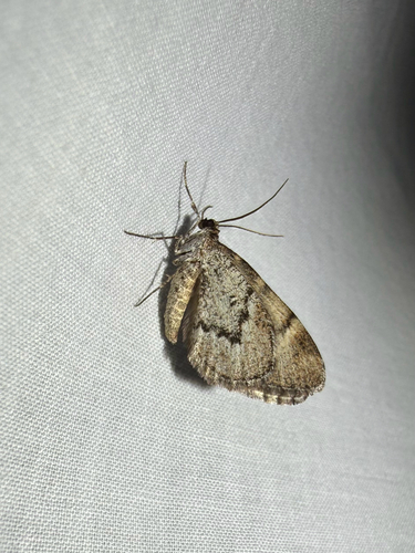 iNaturalist observation photo of Stamnodes modocata