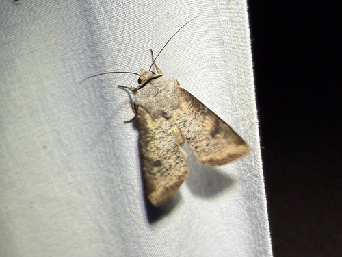 iNaturalist observation photo of Euxoa bochus