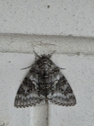 Blue Underwing