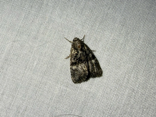 iNaturalist observation photo of Connected Brocade