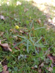 Ranunculus auricomus