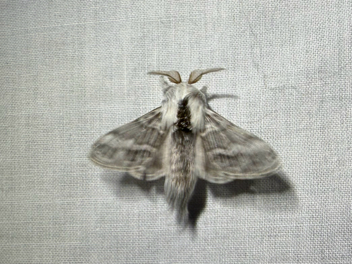 iNaturalist observation photo of Tolype distincta