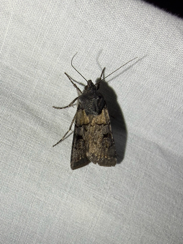 iNaturalist observation photo of White-striped Dart