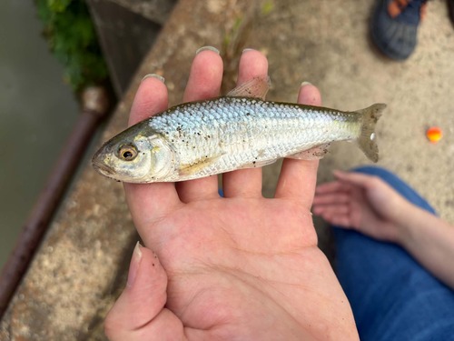 Striped Shiner